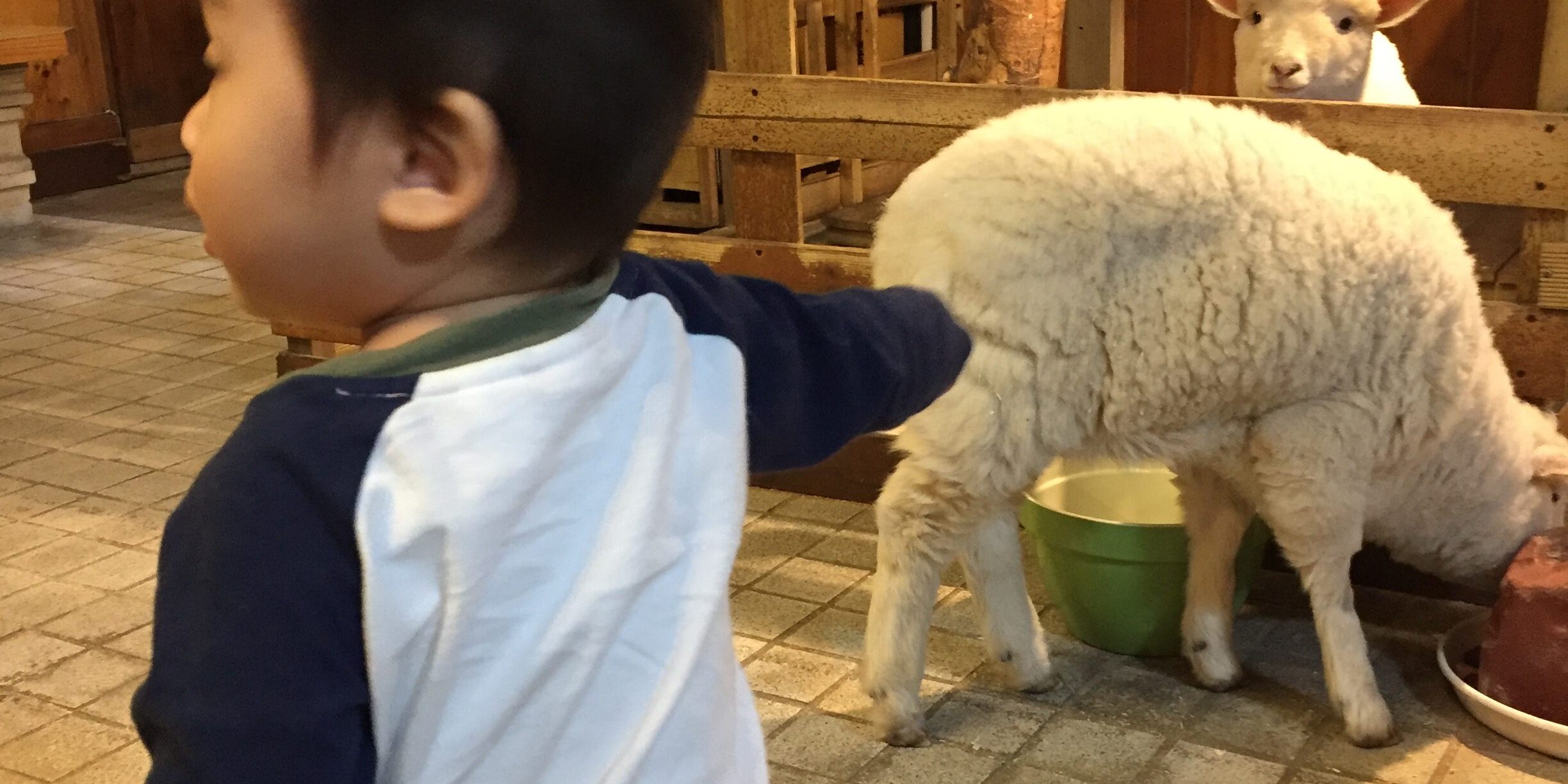 Thanks Nature Cafe at Hongdae with real sheep!